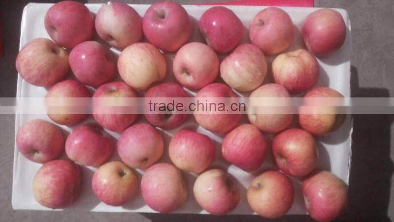 Chinese Exporter Fresh Red Fuji Apple Fruits Natural Growth Containing Vitamin C