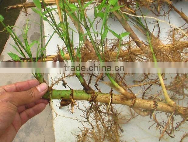 Perennial plants bamboo seedling