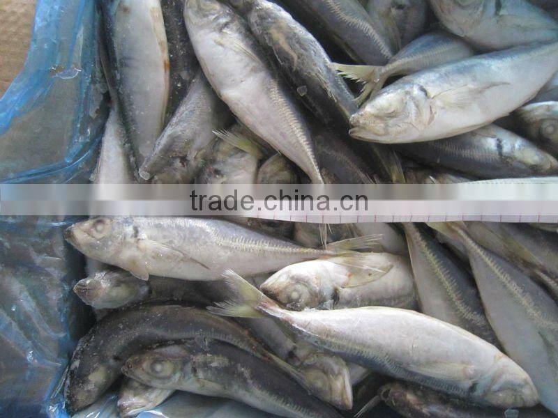 sea frozen horse mackerel