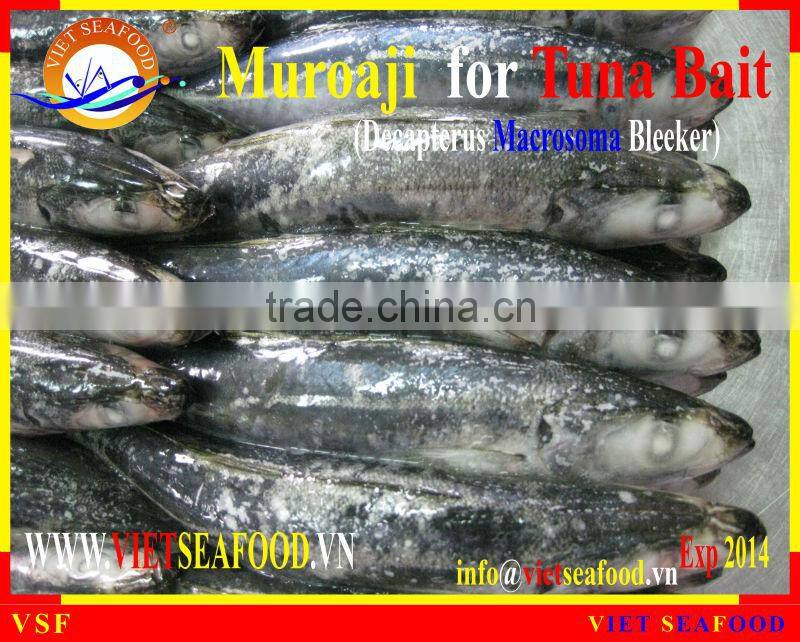 FROZEN MUROAJI FOR TUNA BAIT