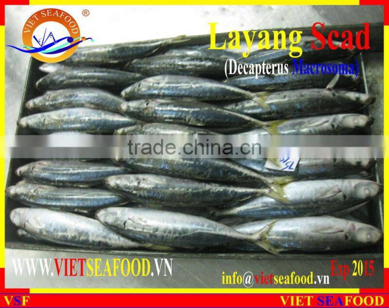FROZEN LAYANG SCAD (MUROAJI) WHOLE ROUND