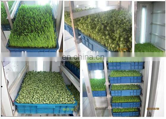Healthy Automatic green bean sprouting machine for sale