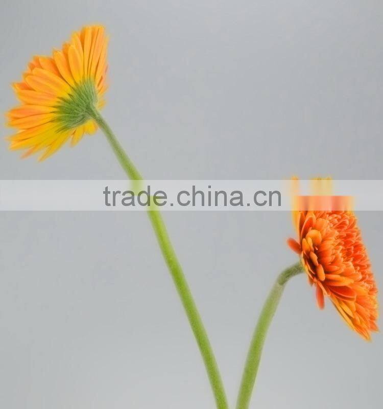 Fashion Golden Sun buy gerbera flowers