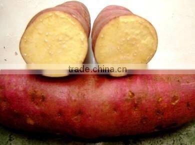 VIETNAM FRESH CABBAGE