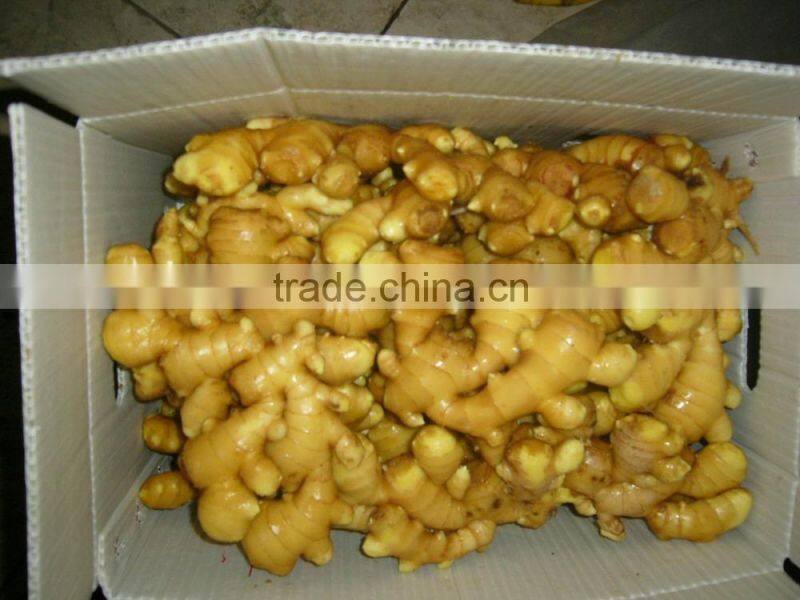 New crop freeze dried ginger with competitive export price