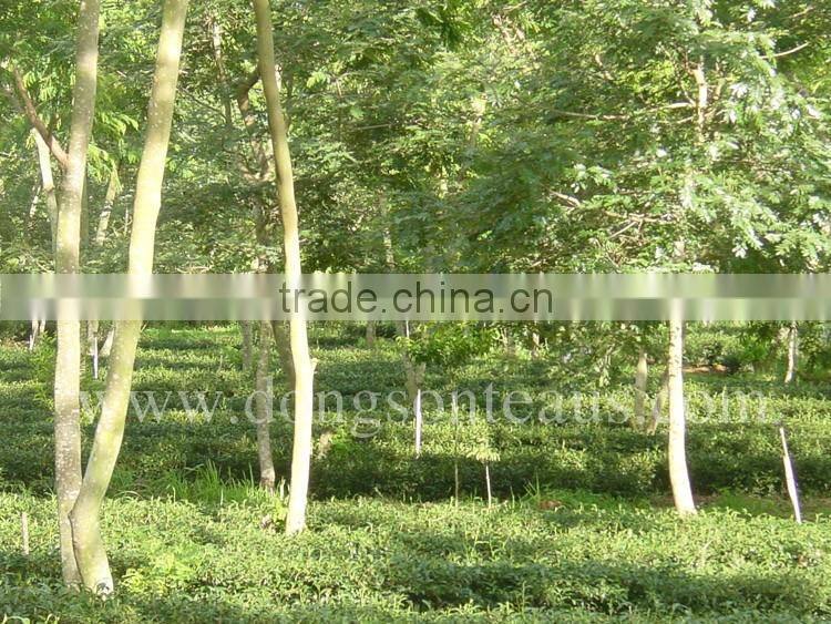 Viet Nam high mountain Oolong tea