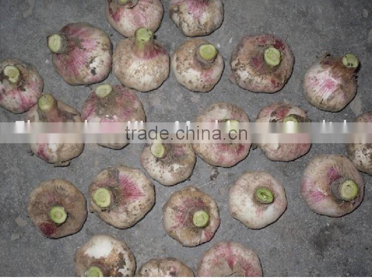 Garlic root cutting machine / garlic root cutter / garlic cutting machine