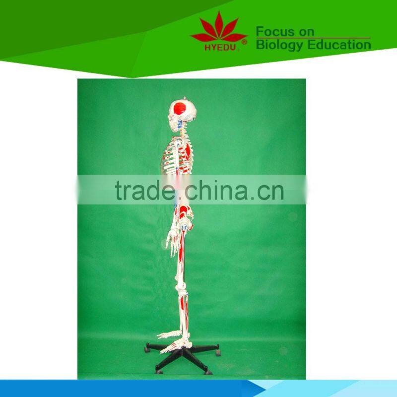 With colored muscle and ligament 170 huamn skeleton medical model