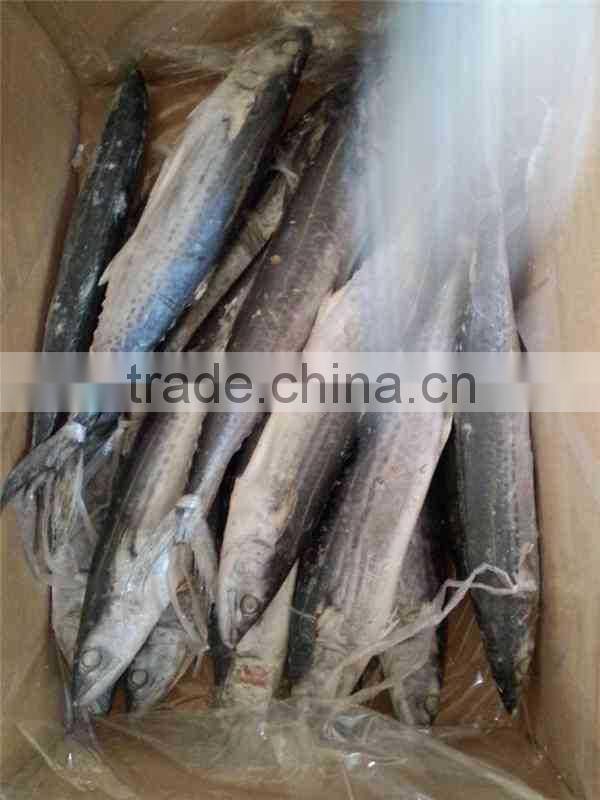 IQF Spanish Mackerel whole round of size 500-700g