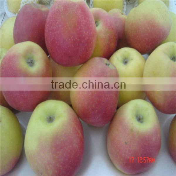 Chinese gala apple/ Gala apple for sale