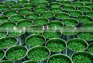 China iq green peas,Frozen green peas brands ,frozen pea, frozen green pea supplier China