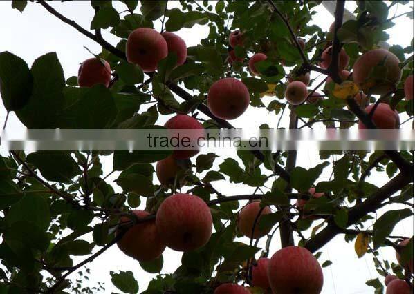 shandong fresh red fuji apple for sale