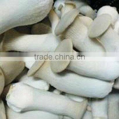 Fresh Pleurotus eryngii mushroom