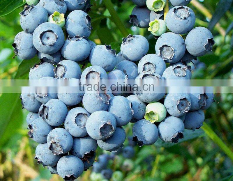 Next Generation Resveratrol 99% Trans-Pterostilbene/Pterostilbene Powder