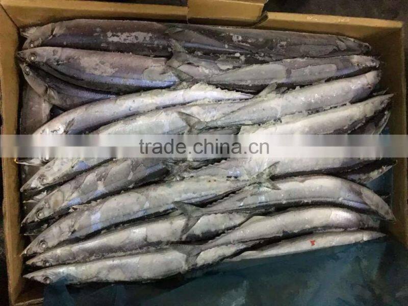 2016 High Quality Frozen Pacific Saury