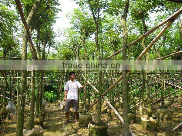 Tabebuia chrysantha yellow flower tropical trees