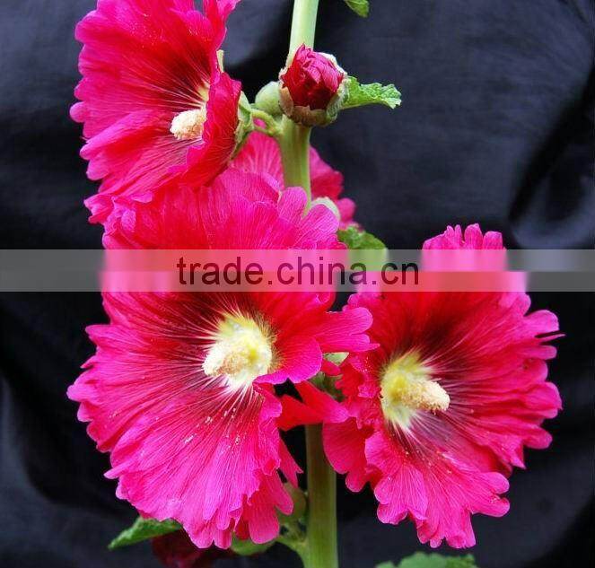 2014 Marshmallow flowers