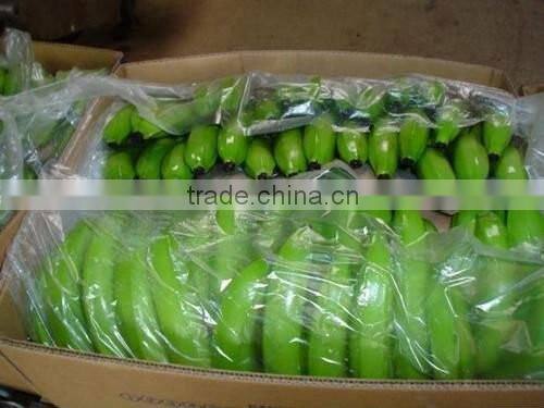 VIETNAM FRESH CAVENDISH BANANA