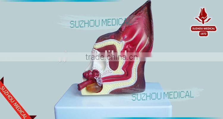Biological Teaching Aids Anatomic Dog Ear Model