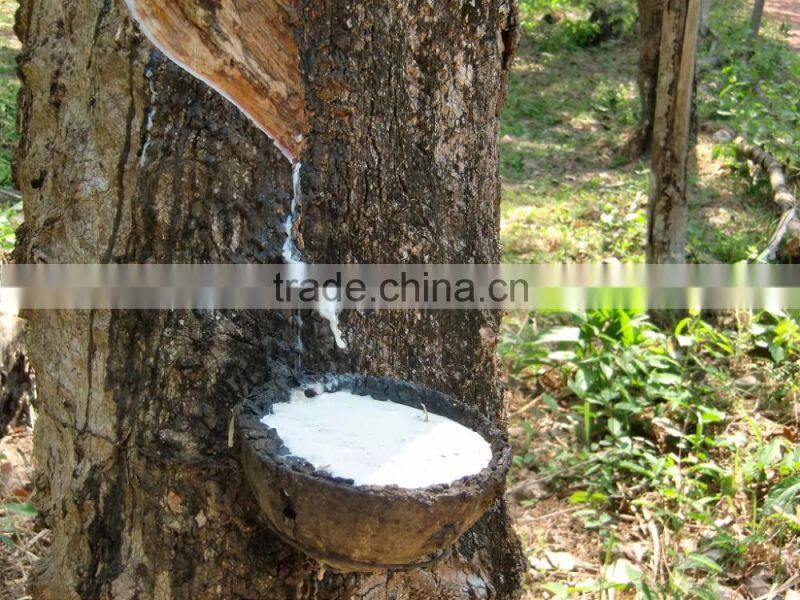 Wholesale rubber band for money - Size 18 Durable Wide Solid White Color Natural Rubber Band Unbreakable and Elastic
