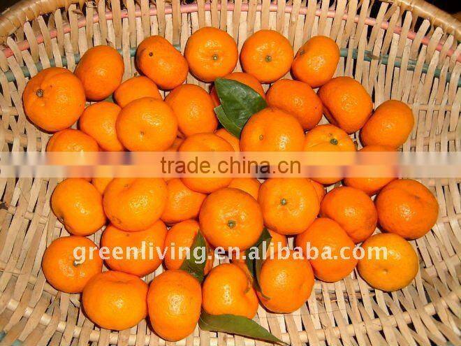 honey mandarin orange