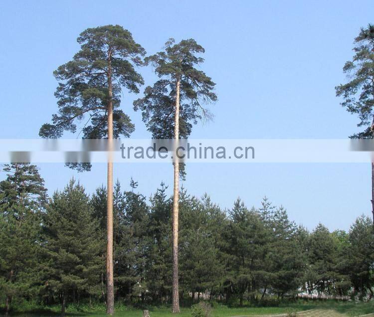 The outdoor decoration plant outdoor plants Changpai Scotch Pine seedling