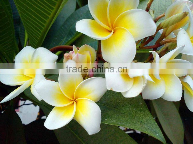 White Flower Plumeria rubra L. cv. Acutifolia