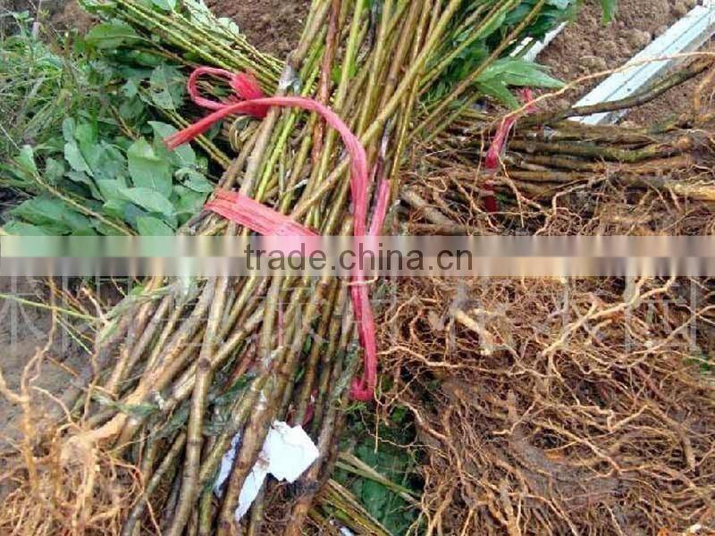 Easy survival putao shu:The grape seedling