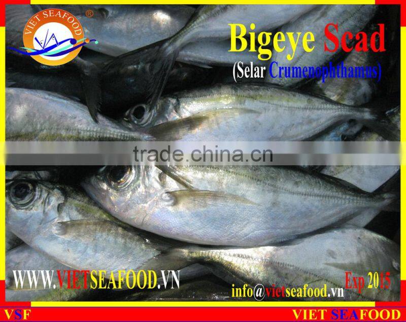 FROZEN BIGEYE SCAD WHOLE ROUND