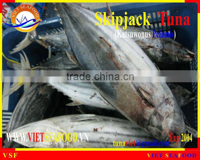 WHOLE ROUND FROZEN SKIPJACK TUNA