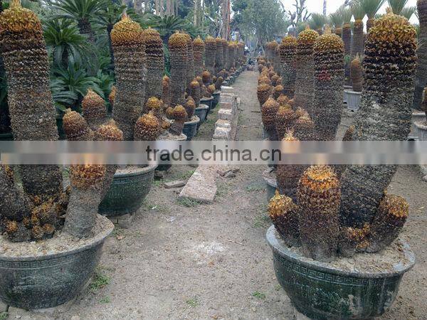 cycas revoluta multi-heads potted and rooted