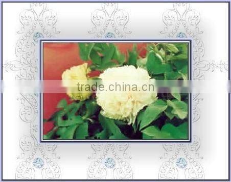 Tree Peony Plant Root