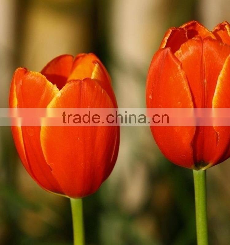 Fashionable Crazy Selling fresh cut gold tulip flower