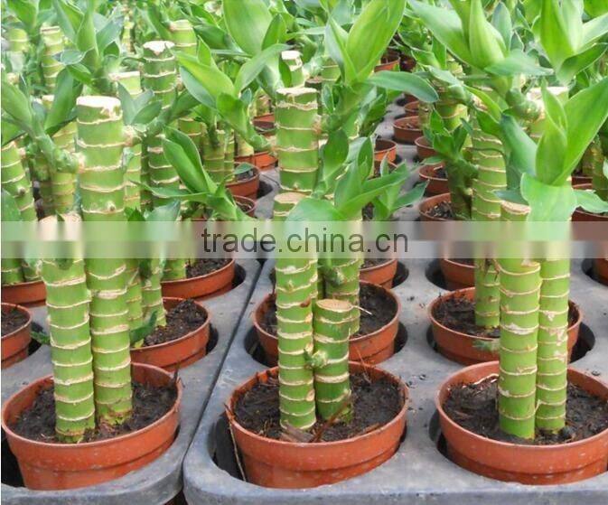 dracaena lotus lucky bamboo planted in 3pcs 10cm + 15cm + 20cm rooted in a 10cm pot with cocopeat substrate