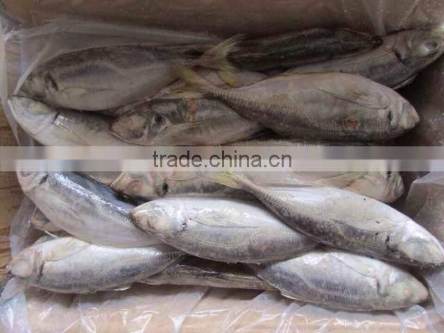 benefit of eating horse mackerel