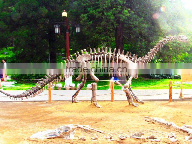 Dinosaur Fossil Exhibition