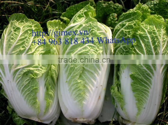 FRESH CHINA CABBAGES