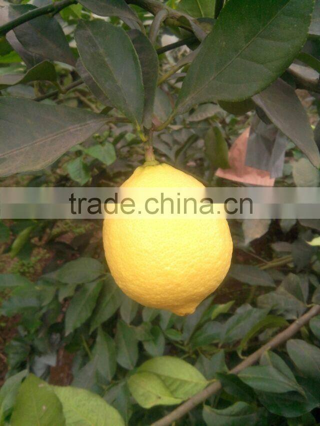 Fresh Lemon