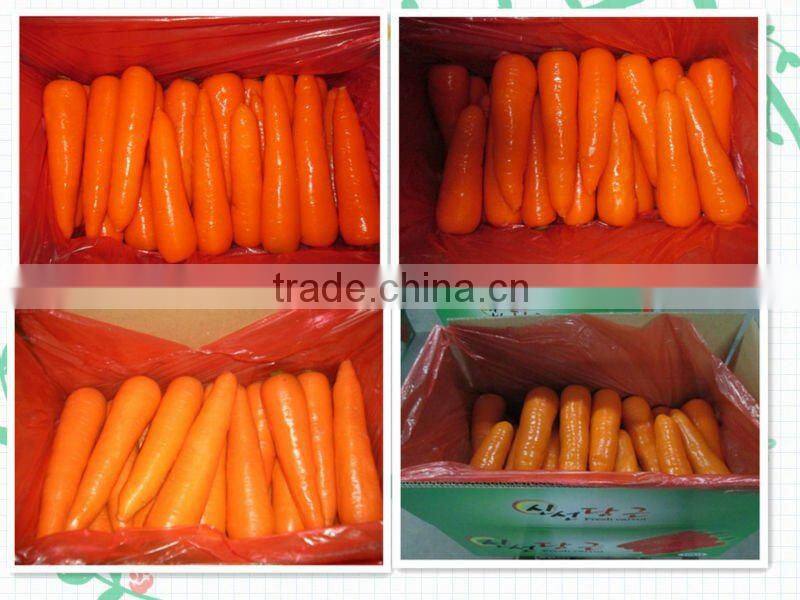 fresh carrots manufacturer