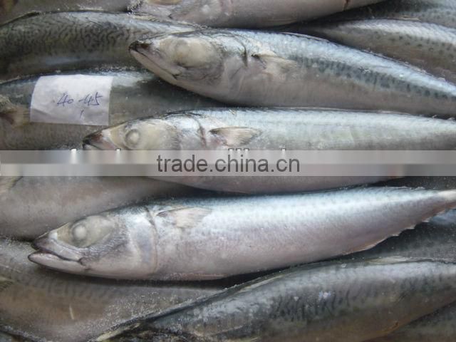 high quality sea frozen mackerel