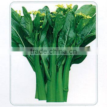 CS04 Dazhong 80 days cold resistant choy sum seeds of vegetable seeds
