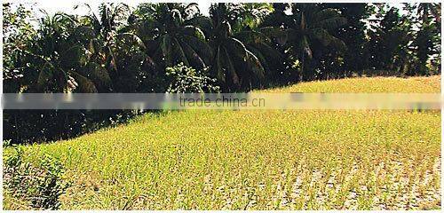 MANUFACTURER OF VETIVER HAITI OIL