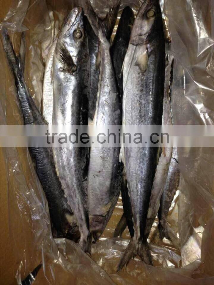 Frozen Spanish Mackerel Fish for sale