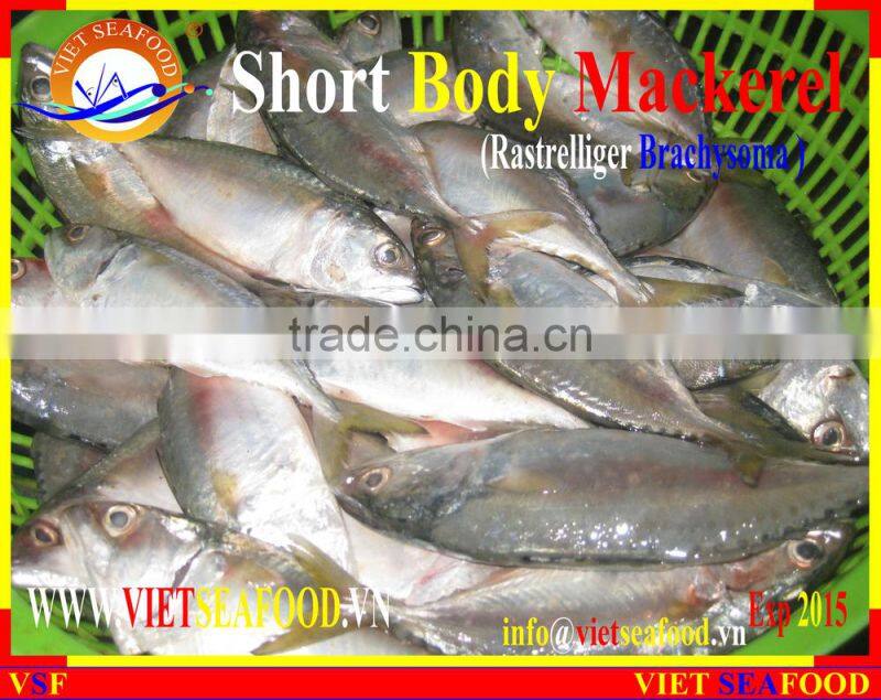 FROZEN SHORT BODY MACKEREL WHOLE ROUND
