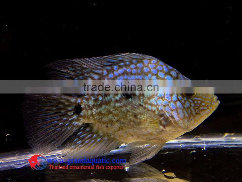 Green Texas Cichlid for freshwater aquarium fish