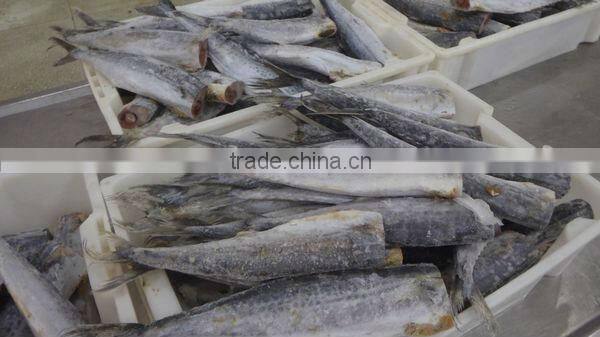 Best Quality Seafood Product Frozen Spanish Mackerel Fillet