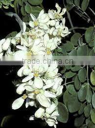 100% Pure Moringa Oil