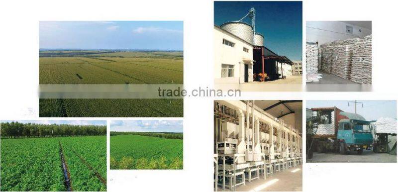 GWS Pumpkin seed without shell for sale