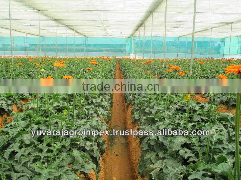 Orange Gerbera Flowers