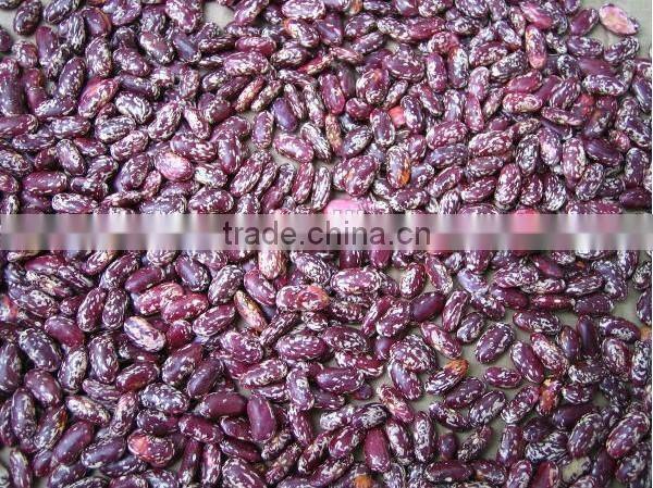 Purple speckled Kidney Bean